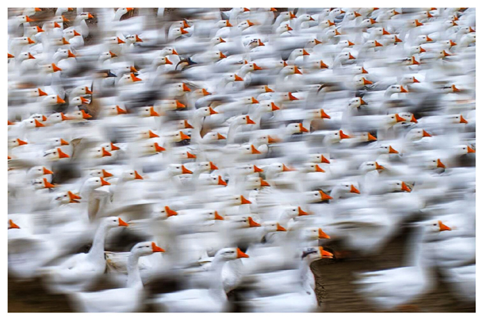 《鹅的世界》摄影：何进文.jpg